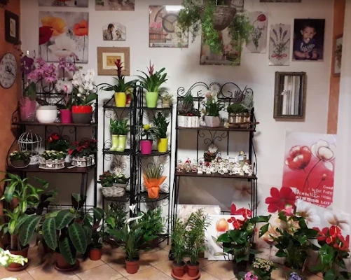 Composizioni floreali e piante decorative